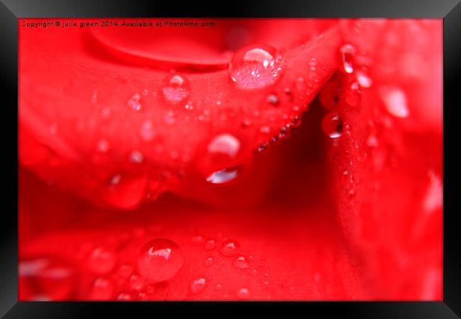  red rose thirst Framed Print by julia green