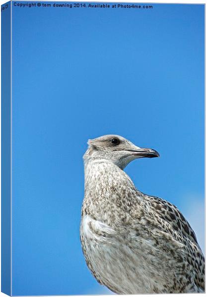  Juvenile Herring Gull Canvas Print by tom downing