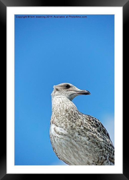  Juvenile Herring Gull Framed Mounted Print by tom downing