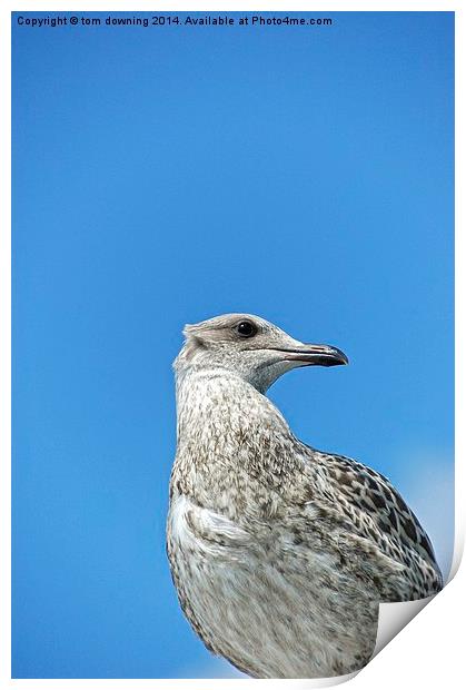  Juvenile Herring Gull Print by tom downing