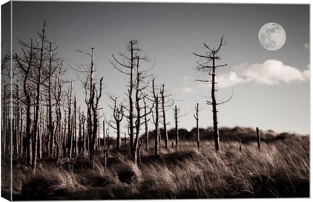  Dead Forest Canvas Print by Sean Wareing