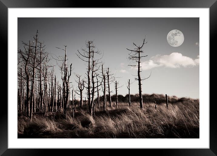  Dead Forest Framed Mounted Print by Sean Wareing