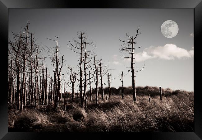  Dead Forest Framed Print by Sean Wareing