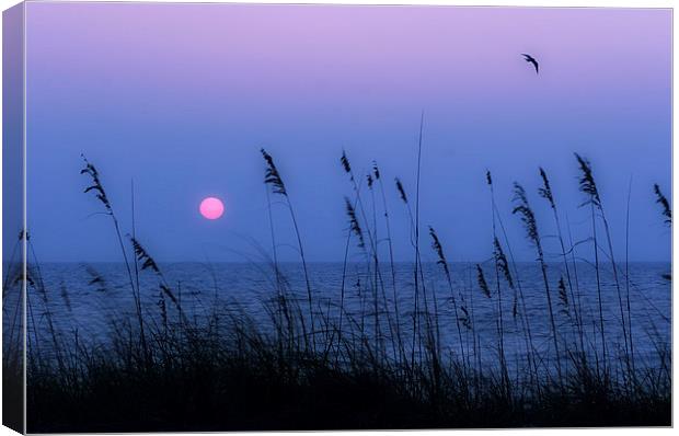  Beach grasses frame the setting sun in Florida Canvas Print by Mal Bray