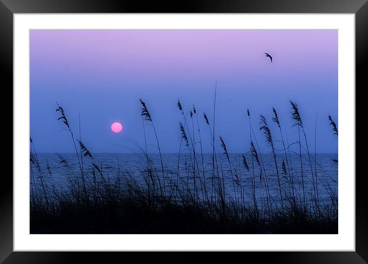  Beach grasses frame the setting sun in Florida Framed Mounted Print by Mal Bray