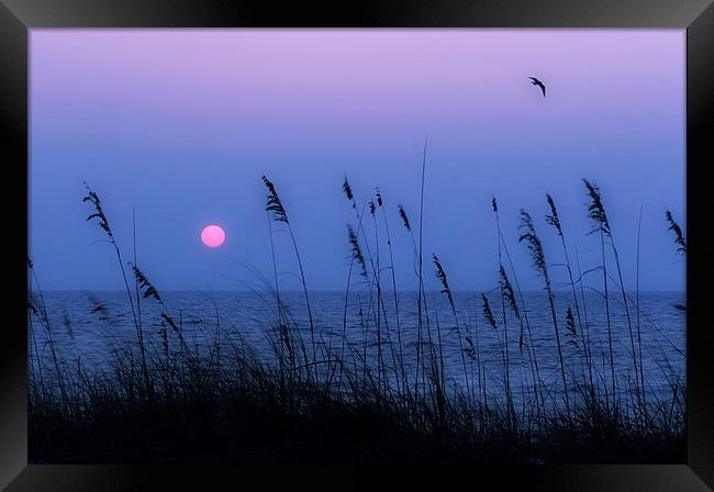  Beach grasses frame the setting sun in Florida Framed Print by Mal Bray