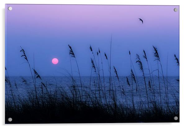  Beach grasses frame the setting sun in Florida Acrylic by Mal Bray