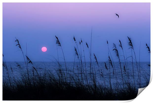  Beach grasses frame the setting sun in Florida Print by Mal Bray