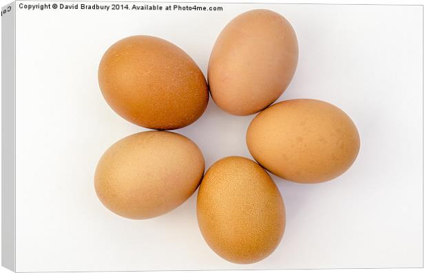  Five Eggs in a Circle Canvas Print by David Bradbury