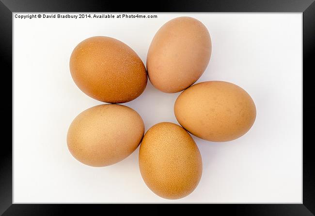  Five Eggs in a Circle Framed Print by David Bradbury