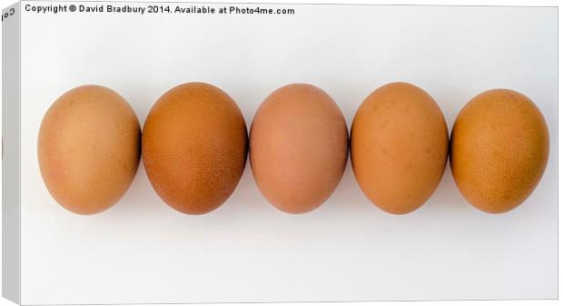  Five Eggs in a Row Canvas Print by David Bradbury