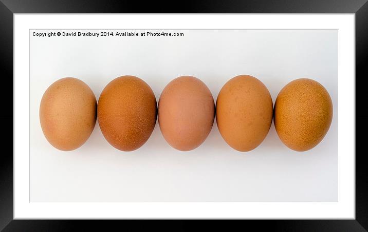  Five Eggs in a Row Framed Mounted Print by David Bradbury