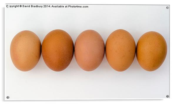  Five Eggs in a Row Acrylic by David Bradbury