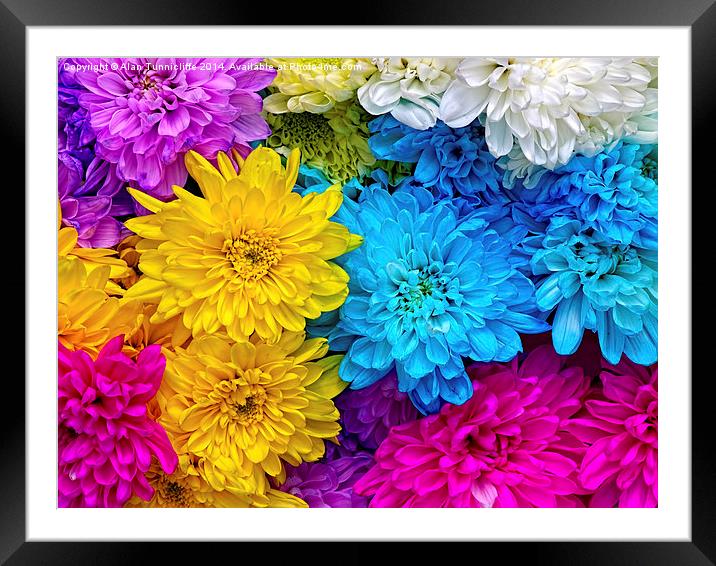 Vibrant Blue Chrysanthemums Framed Mounted Print by Alan Tunnicliffe