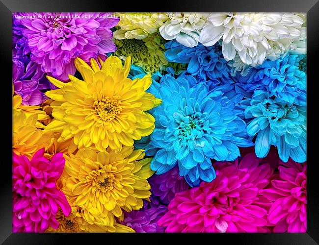 Vibrant Blue Chrysanthemums Framed Print by Alan Tunnicliffe