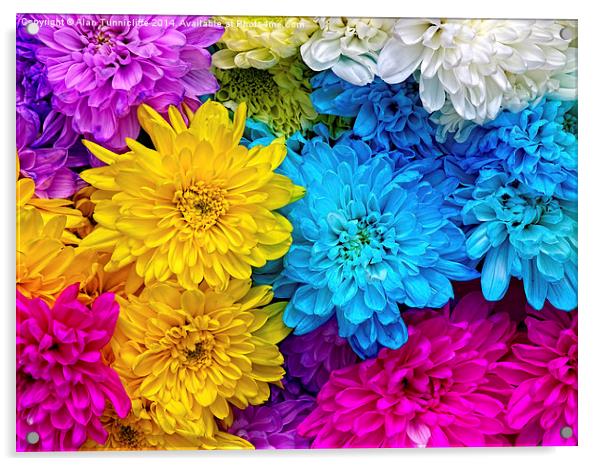 Vibrant Blue Chrysanthemums Acrylic by Alan Tunnicliffe