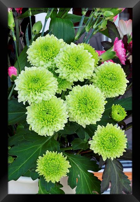  Small Green Chrysanthemums in full bloom. Framed Print by Frank Irwin