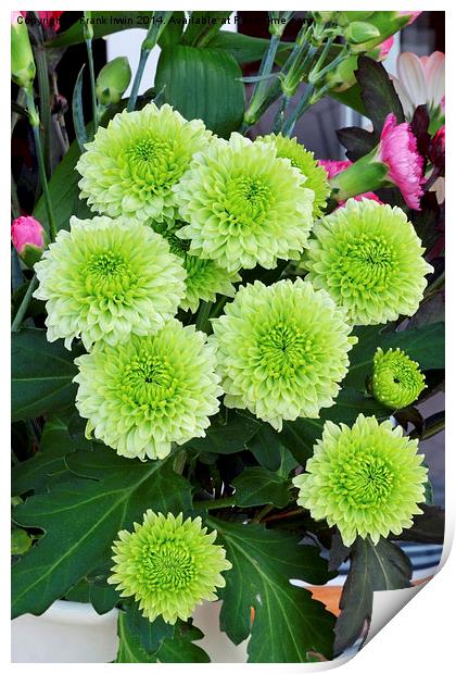  Small Green Chrysanthemums in full bloom. Print by Frank Irwin