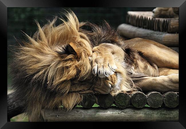 Sleeping Lion on wooden bed Framed Print by Stephen Mole