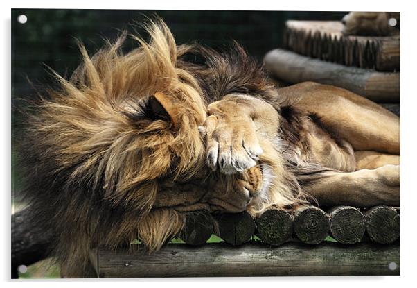 Sleeping Lion on wooden bed Acrylic by Stephen Mole