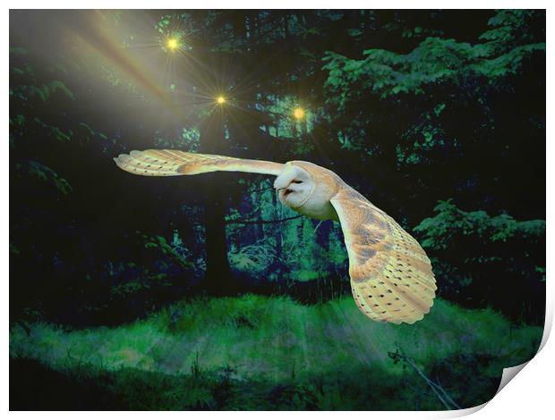  Night Owl. Print by Heather Goodwin