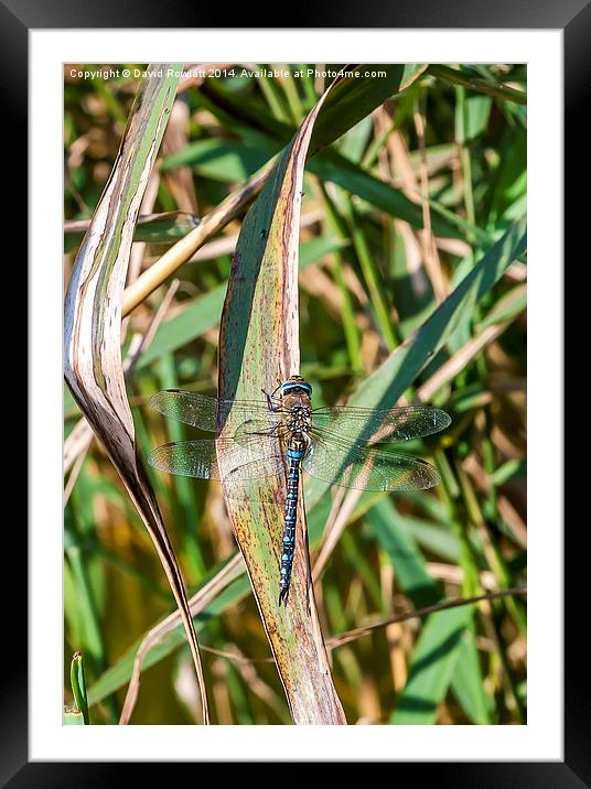   Dragonfly at Rest Framed Mounted Print by Dave Rowlatt