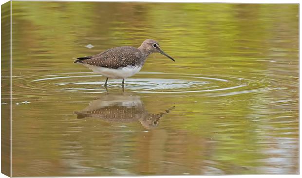  The Godwit Canvas Print by Roger Byng
