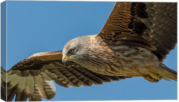  Red Kite Searching Canvas Print by Roger Byng