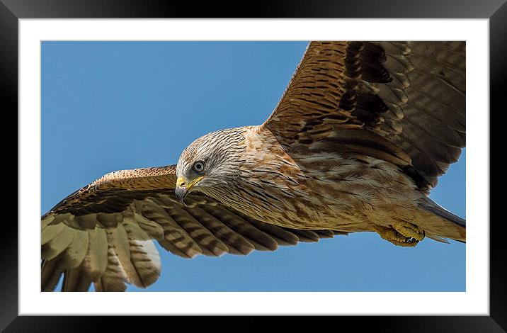  Red Kite Searching Framed Mounted Print by Roger Byng
