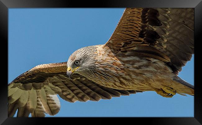  Red Kite Searching Framed Print by Roger Byng
