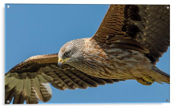  Red Kite Searching Acrylic by Roger Byng