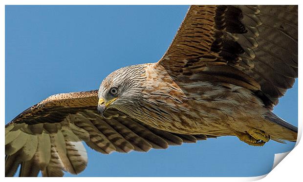  Red Kite Searching Print by Roger Byng