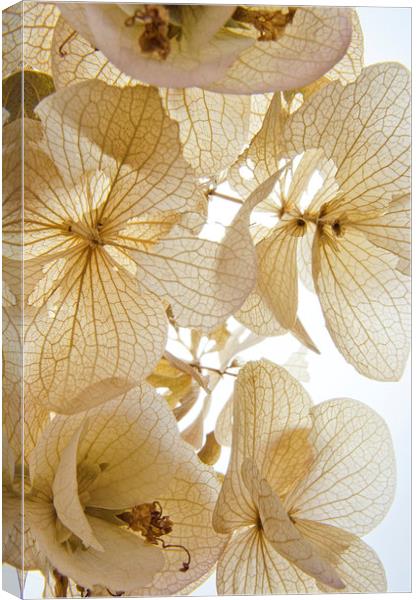  Paper Petals Canvas Print by Jean Booth