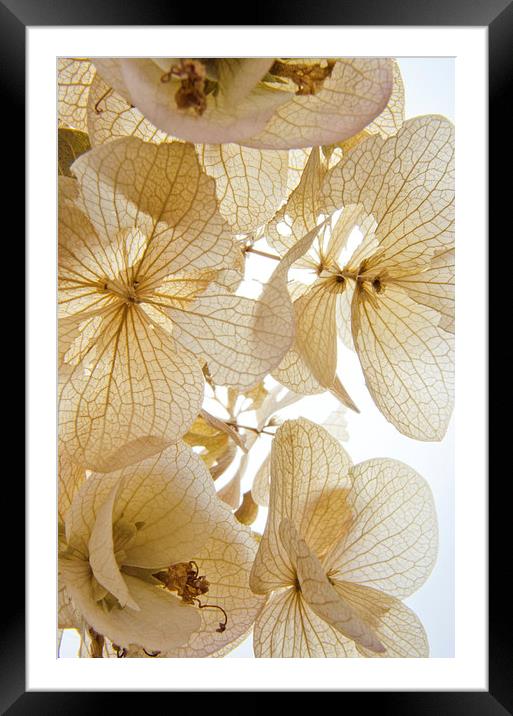  Paper Petals Framed Mounted Print by Jean Booth