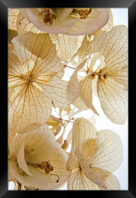  Paper Petals Framed Print by Jean Booth