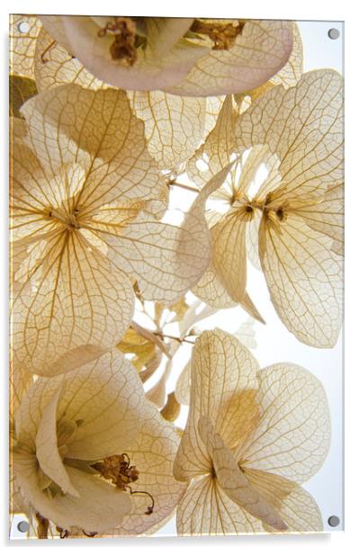  Paper Petals Acrylic by Jean Booth