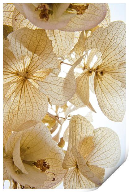  Paper Petals Print by Jean Booth