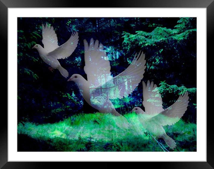  Dove Illusion. Framed Mounted Print by Heather Goodwin