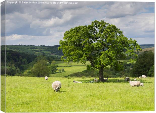  Sheep Grazing Yorkshire Canvas Print by Peter Jordan