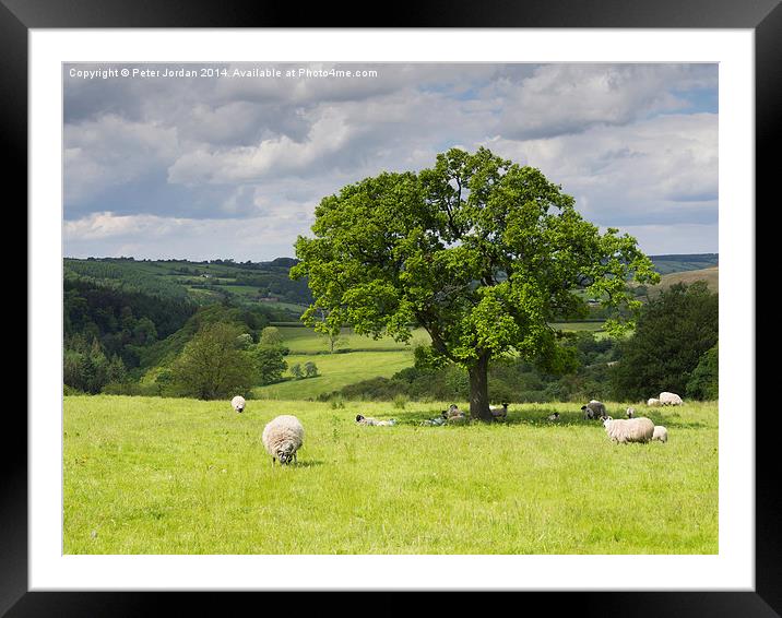  Sheep Grazing Yorkshire Framed Mounted Print by Peter Jordan