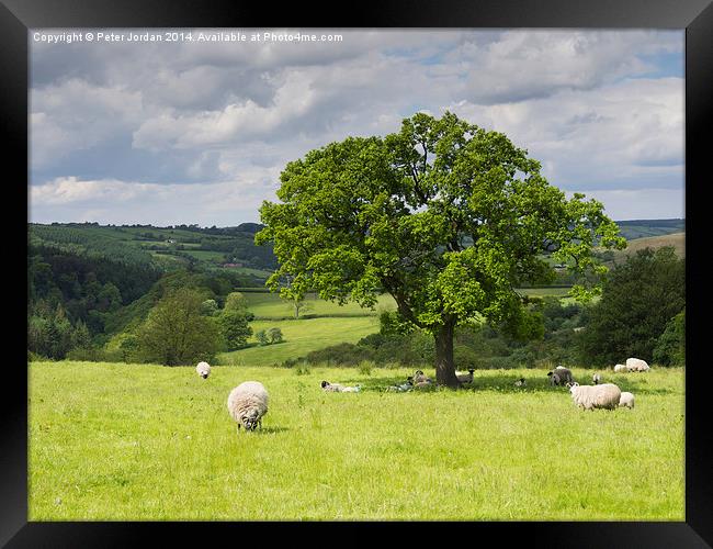  Sheep Grazing Yorkshire Framed Print by Peter Jordan