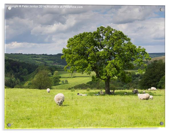  Sheep Grazing Yorkshire Acrylic by Peter Jordan