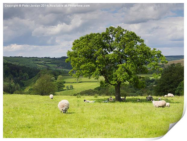  Sheep Grazing Yorkshire Print by Peter Jordan