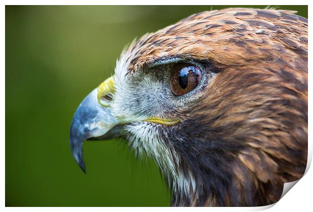  Red Tailed Buzzard Portrait Print by Andy McGarry