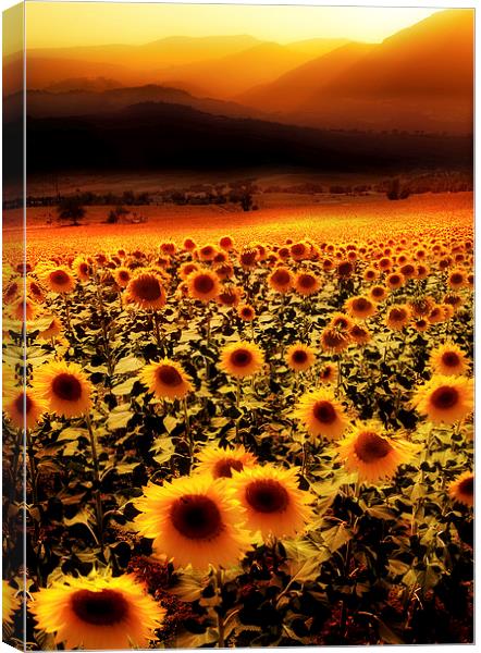  Sunflowers Sunset Canvas Print by Mal Bray