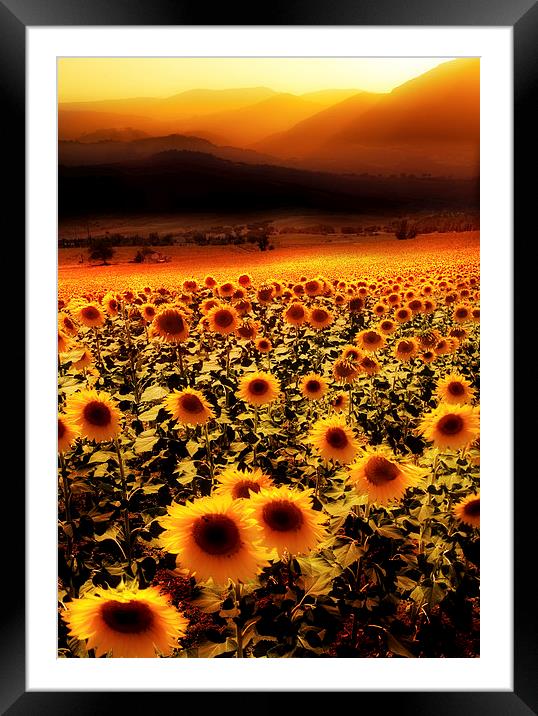  Sunflowers Sunset Framed Mounted Print by Mal Bray