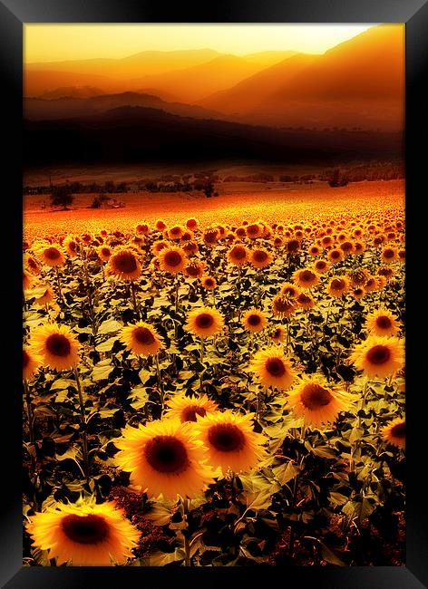  Sunflowers Sunset Framed Print by Mal Bray