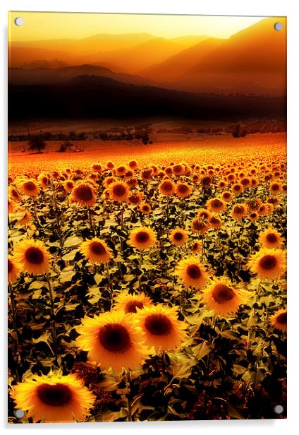  Sunflowers Sunset Acrylic by Mal Bray
