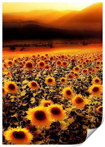  Sunflowers Sunset Print by Mal Bray