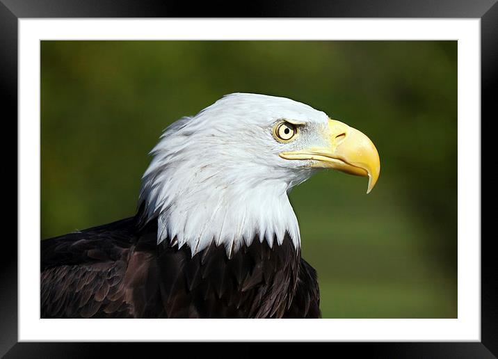 Fierce Bald Eagle  Framed Mounted Print by Ian Duffield